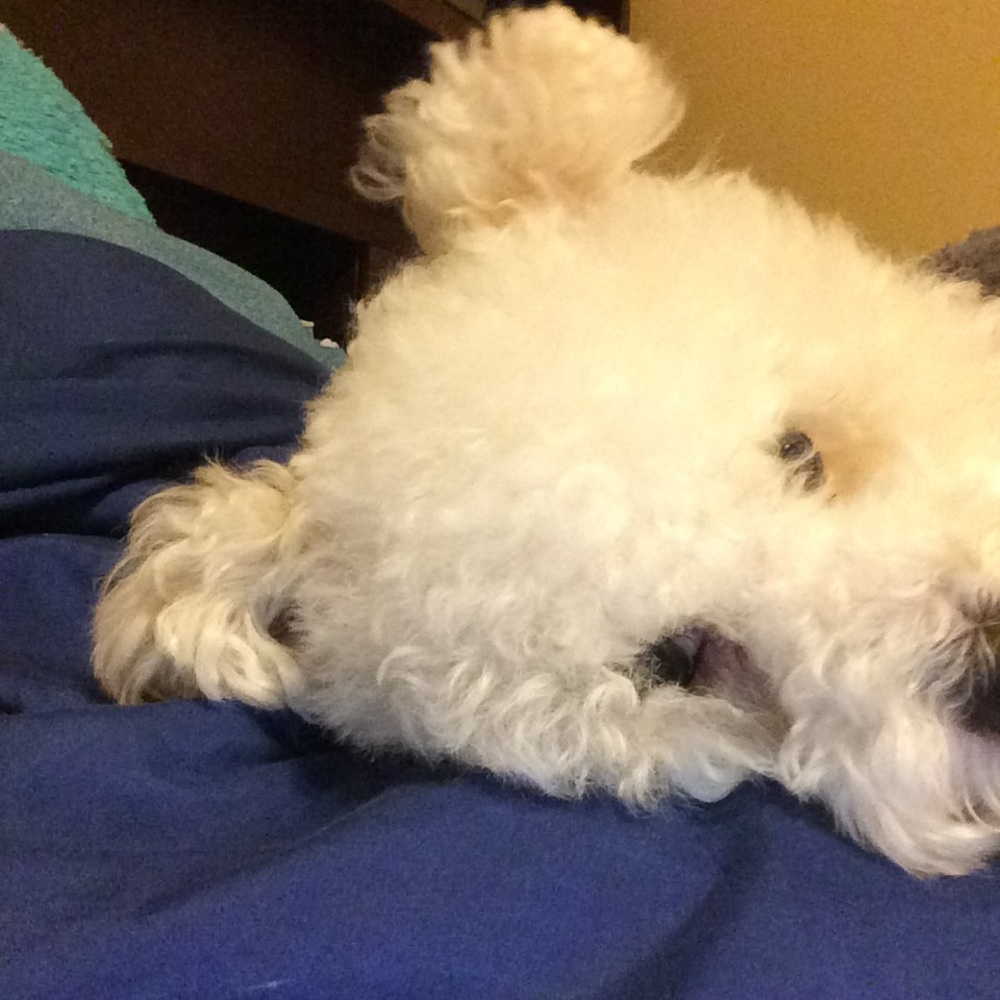 Meet your Posher, Isla